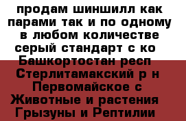 продам шиншилл как парами так и по одному в любом количестве серый стандарт с ко - Башкортостан респ., Стерлитамакский р-н, Первомайское с. Животные и растения » Грызуны и Рептилии   